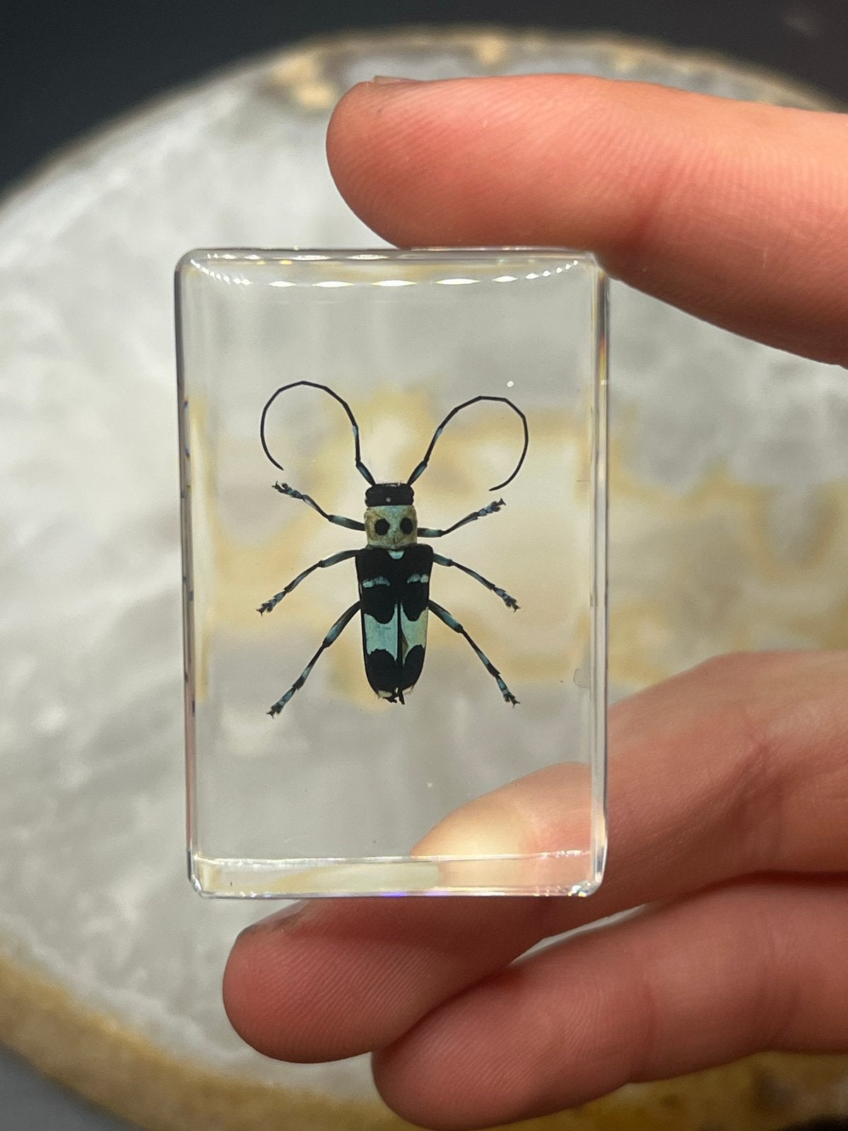 Insectenblok in Hars – Boktor – 5 x 3 cm