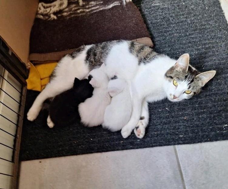 Kittens zoeken nieuw huisje, Meerdere dieren