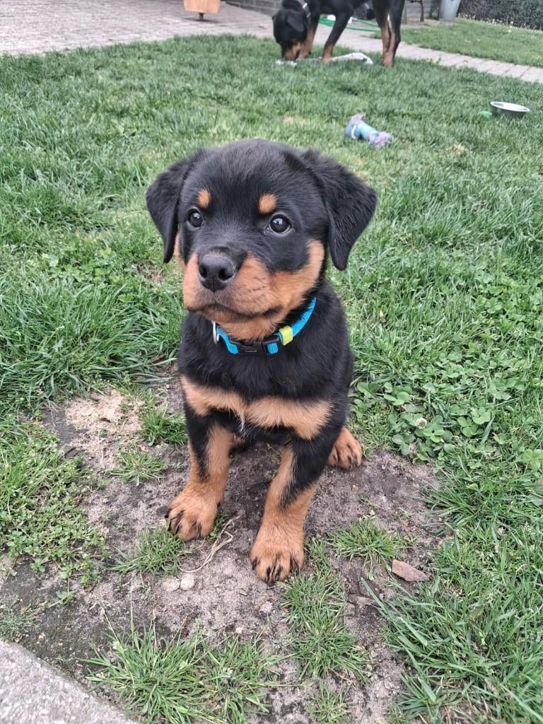 lieve Rottweiler pup (reu), Reu, 8 tot 15 weken, Eén hond, Rottweiler