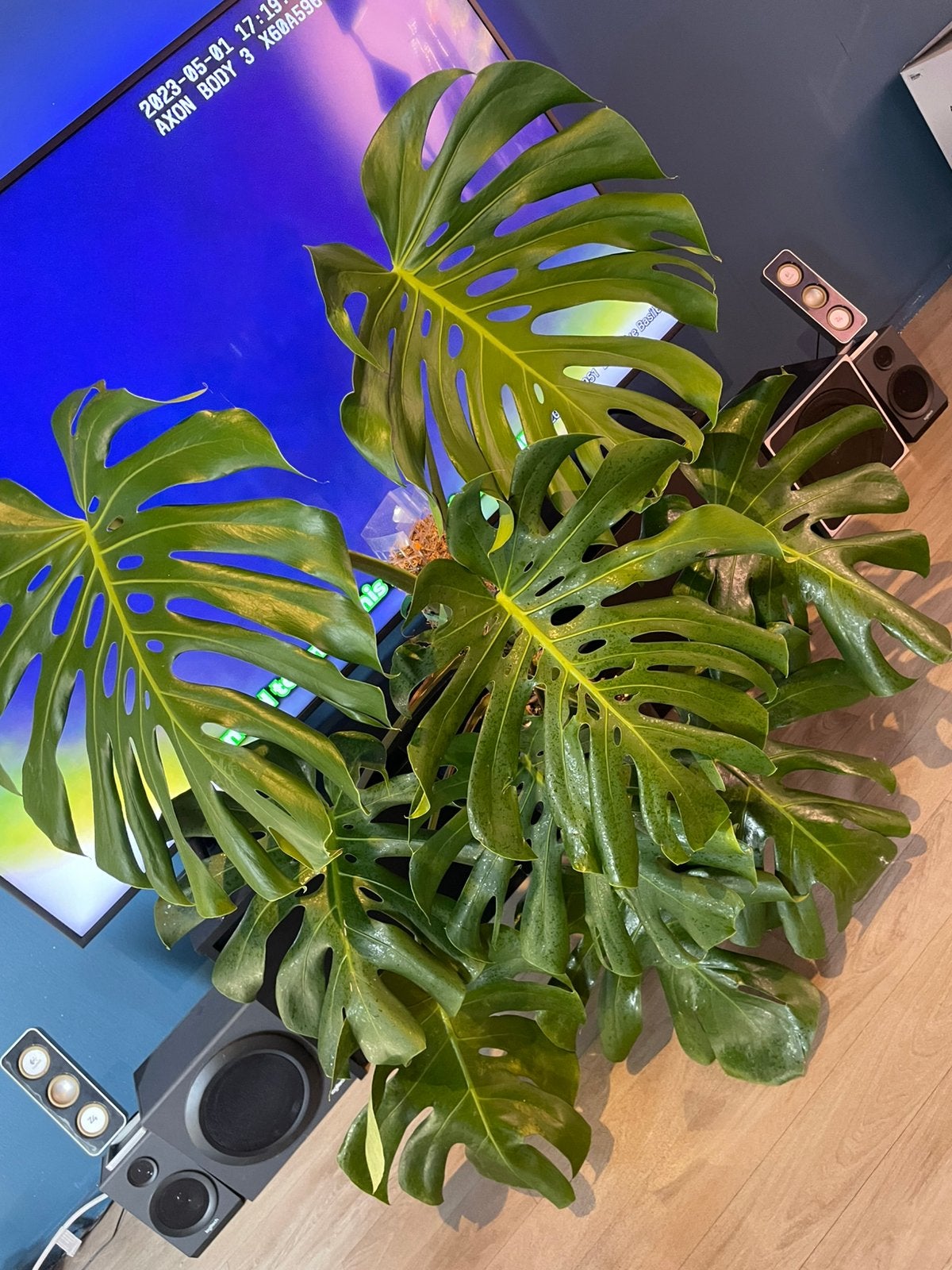 Monstera Deliciosa op mospaal, Huis en Inrichting, Kamerplanten, Ophalen, Halfschaduw, Minder dan 100 cm