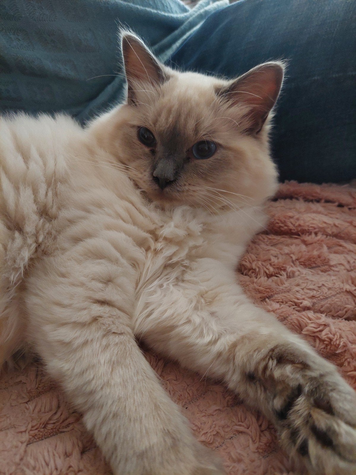 RAGDOLL KITTENS ( KATERS ), Dieren en Toebehoren, Kater, Langharig, 0 tot 2 jaar