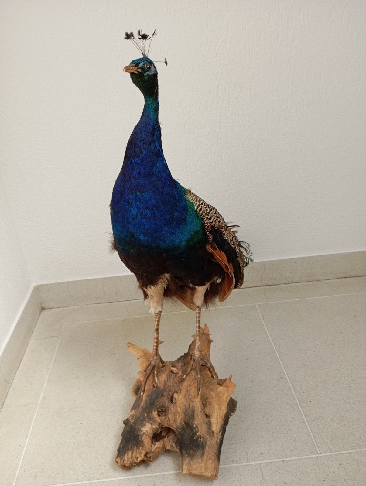 Opgezette pauw, Ophalen, Zo goed als nieuw, Vogel, Opgezet dier