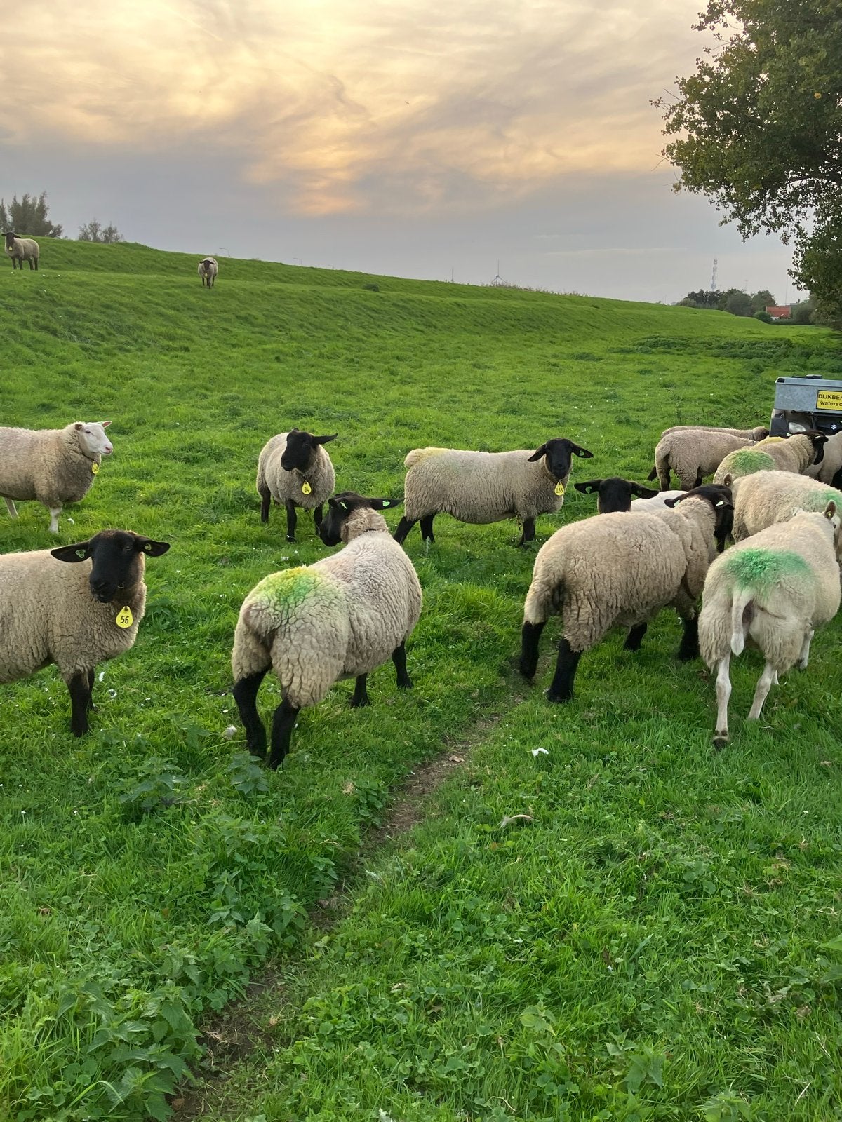 20 Suffolk schapen, Dieren en Toebehoren, Meerdere dieren, Schaap, 0 tot 2 jaar