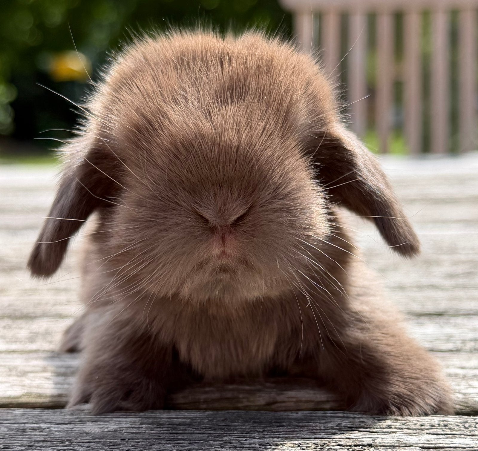 Knappe minilop konijntjes beschikbaar, Meerdere dieren, Dwerg, Hangoor, 0 tot 2 jaar