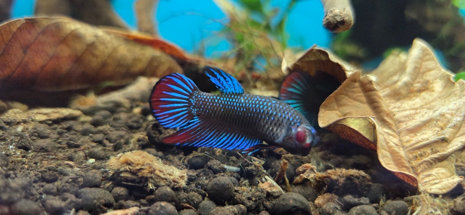 betta imbellis, Vis, Zoetwatervis