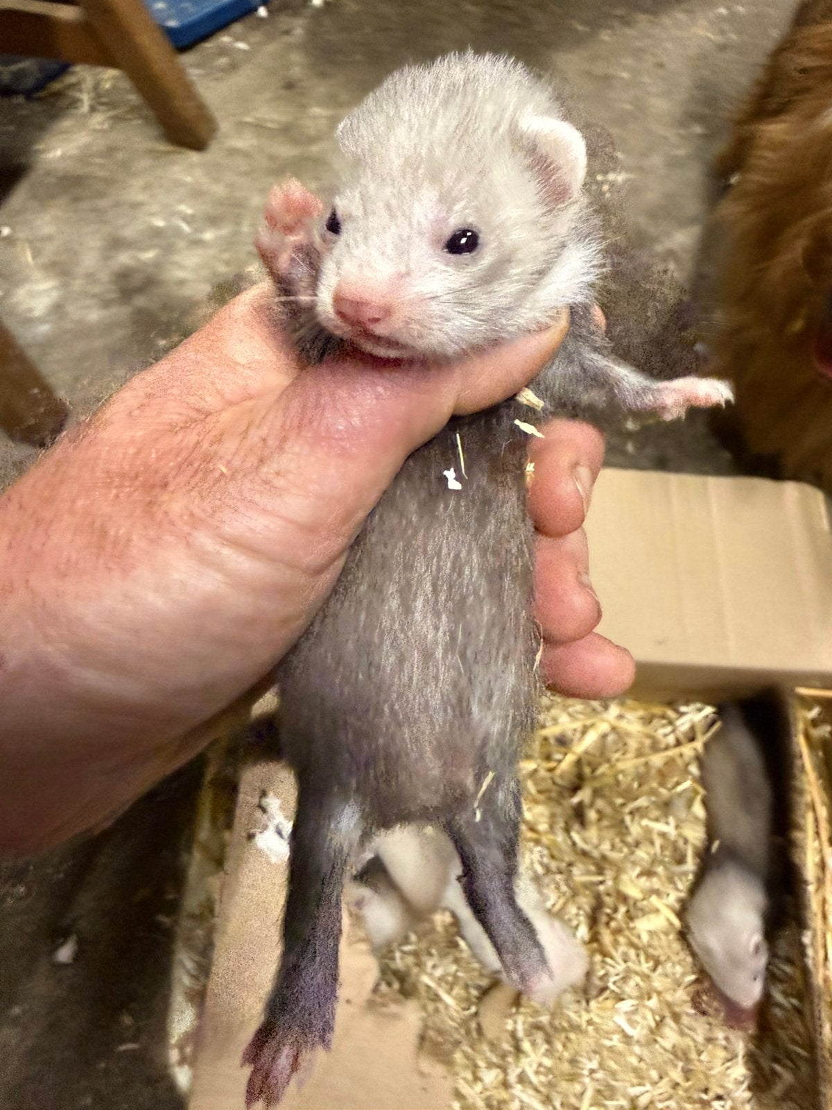 Fret, jonge fret, fretten pup, Dieren en Toebehoren, Overige Dieren, Mei, Mannelijk