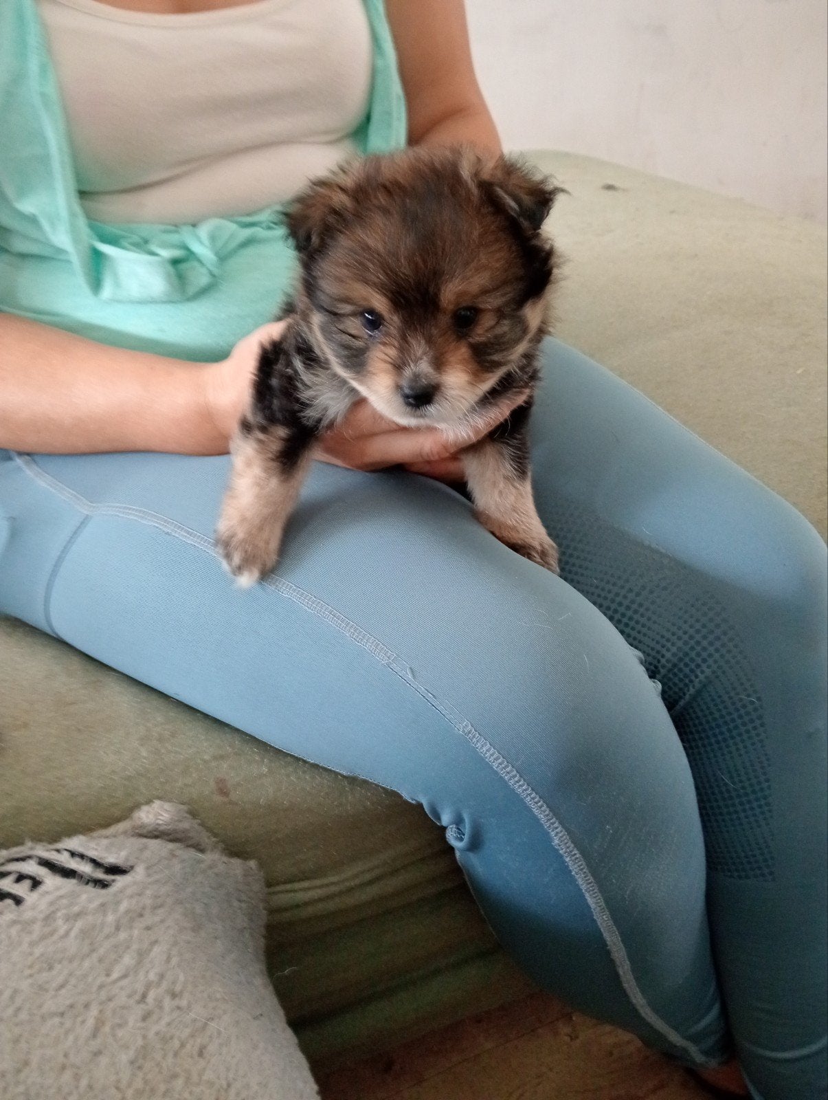 pups, Dieren en Toebehoren, Overige rassen, Meerdere, Meerdere dieren, Nederland