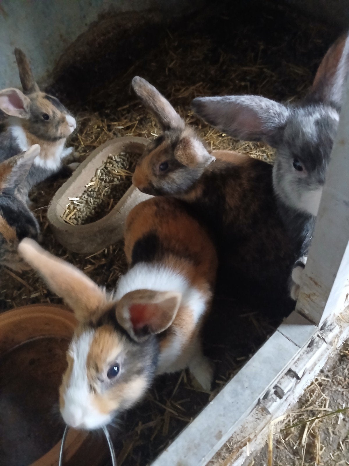 Jonge konijnen, Dieren en Toebehoren, Konijnen, Meerdere dieren