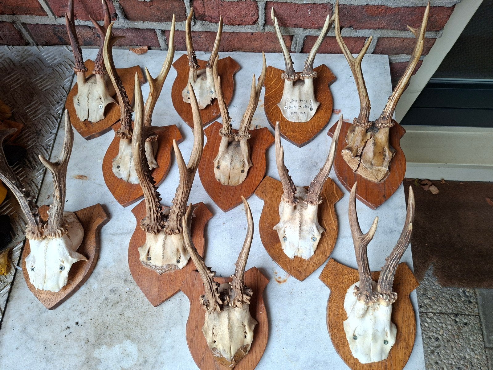 11 Stuks Ree Taxidermie - Jaren '30, Verzamelen, Ophalen of Verzenden, Gebruikt, Opgezet dier