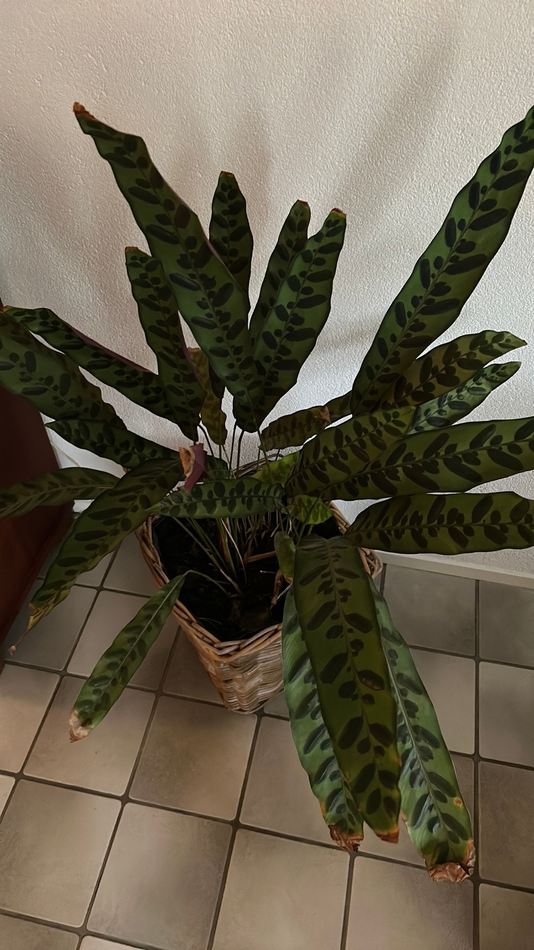Kamerplant, Ophalen, Halfschaduw, Minder dan 100 cm
