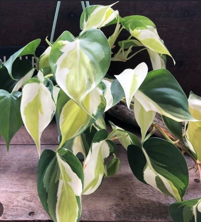 Philodendron cream splash bladstekken, Ophalen of Verzenden, Halfschaduw, Minder dan 100 cm