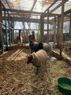 Ouessant schapen | Diverse kleuren | Passend advies, Dieren en Toebehoren, Vrouwelijk, Schaap, 0 tot 2 jaar