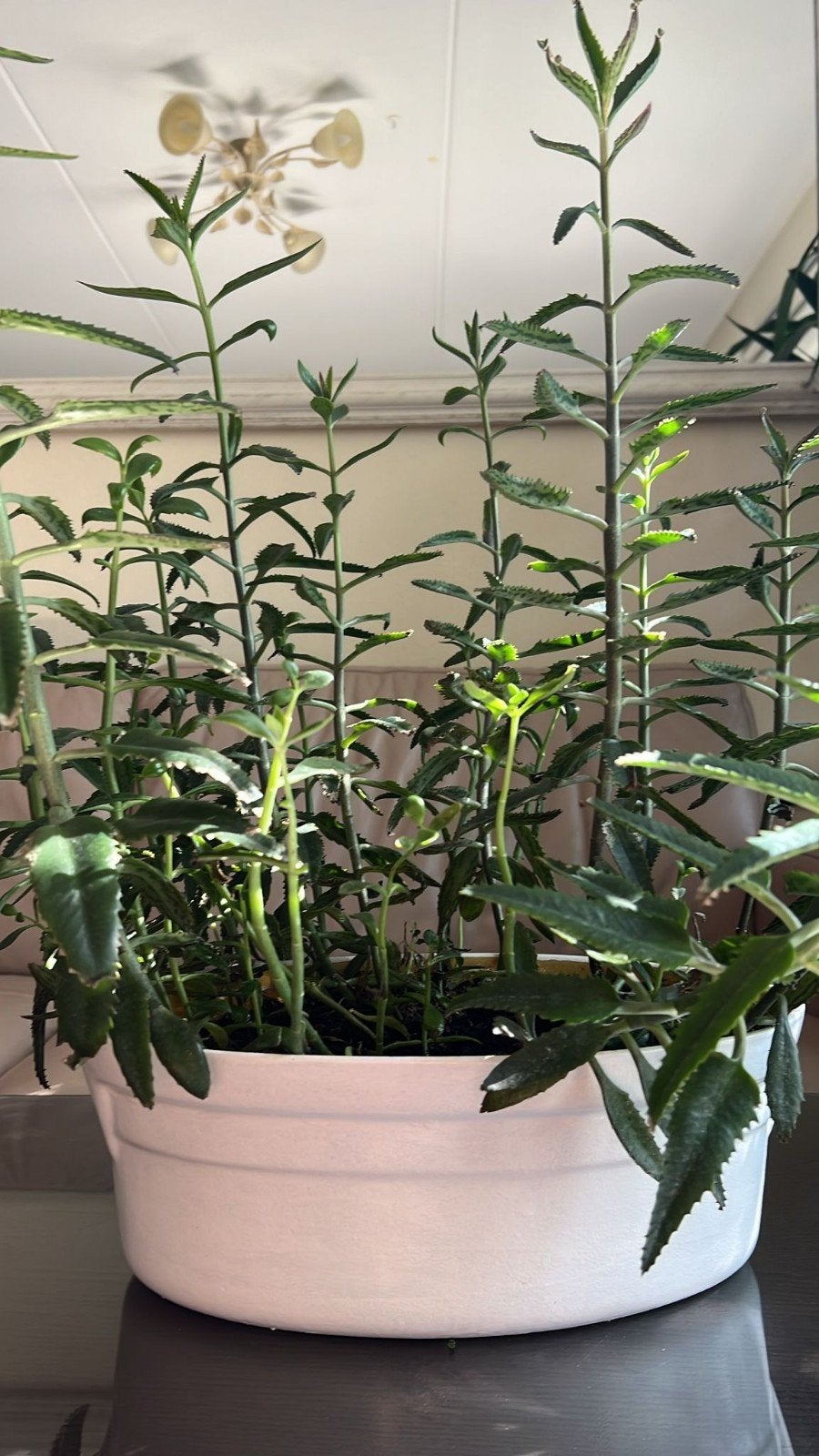 Kalanchoe daigremontiana (Moeder van Duizenden), Huis en Inrichting, Kamerplanten, Ophalen of Verzenden, Halfschaduw, Minder dan 100 cm