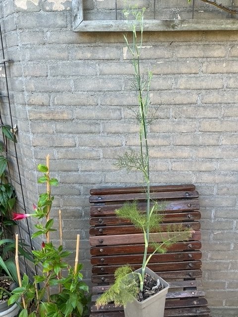 Venkel en Rozemarijn kruiden, Tuin en Terras, Planten | Tuinplanten, Volle zon, Vaste plant, Zomer, Ophalen