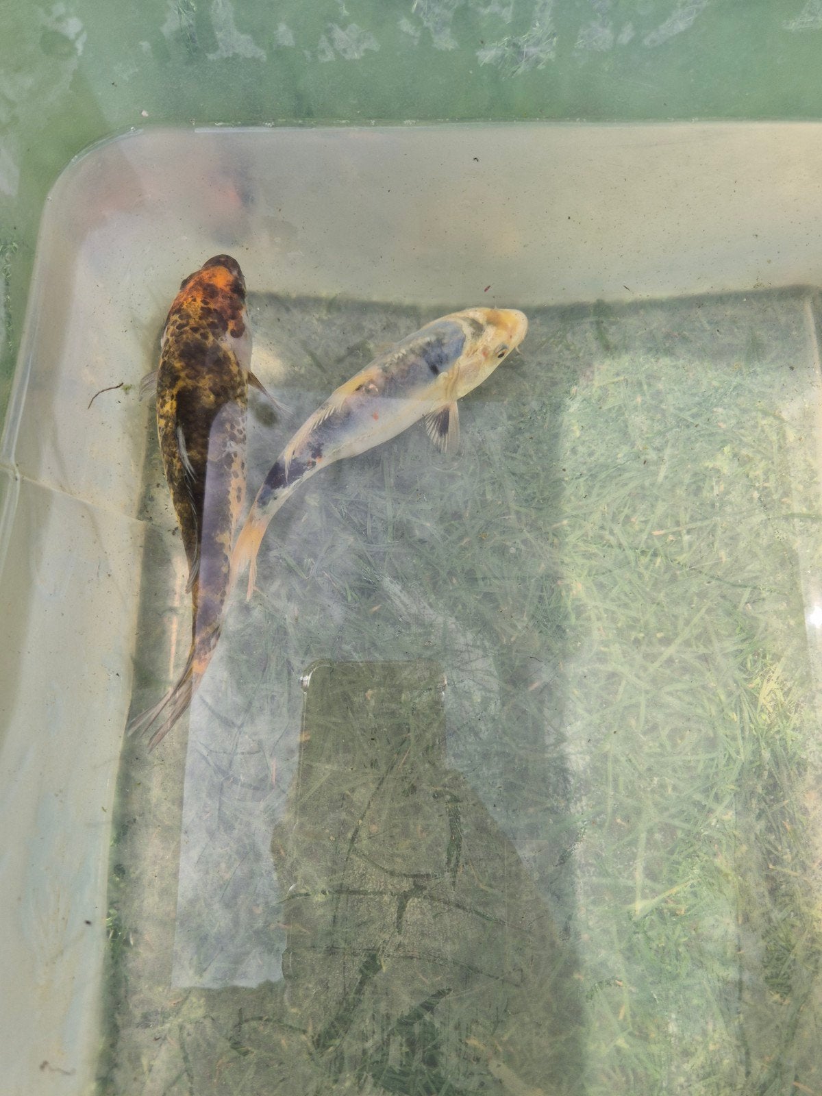 koi, vijvervis, karper, Dieren en Toebehoren, Hagedis, 0 tot 2 jaar