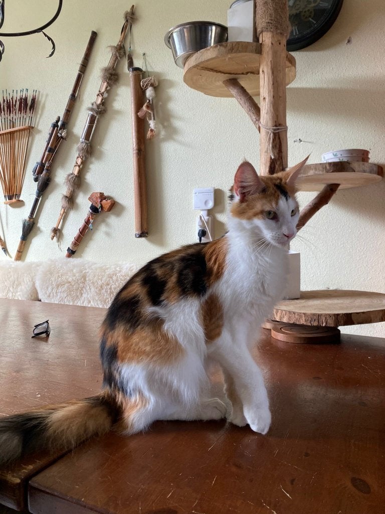Foto 13 van 2 maine coons zusjes beschikbaar