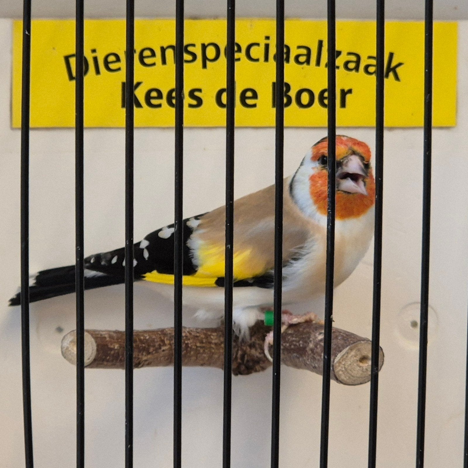 koppel Major putters, Dieren en Toebehoren