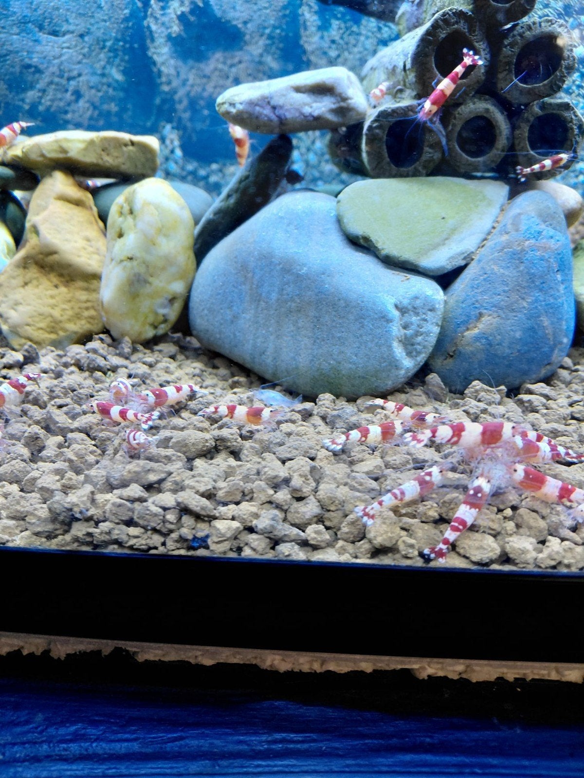 Crystal red garnalen, Kreeft, Krab of Garnaal
