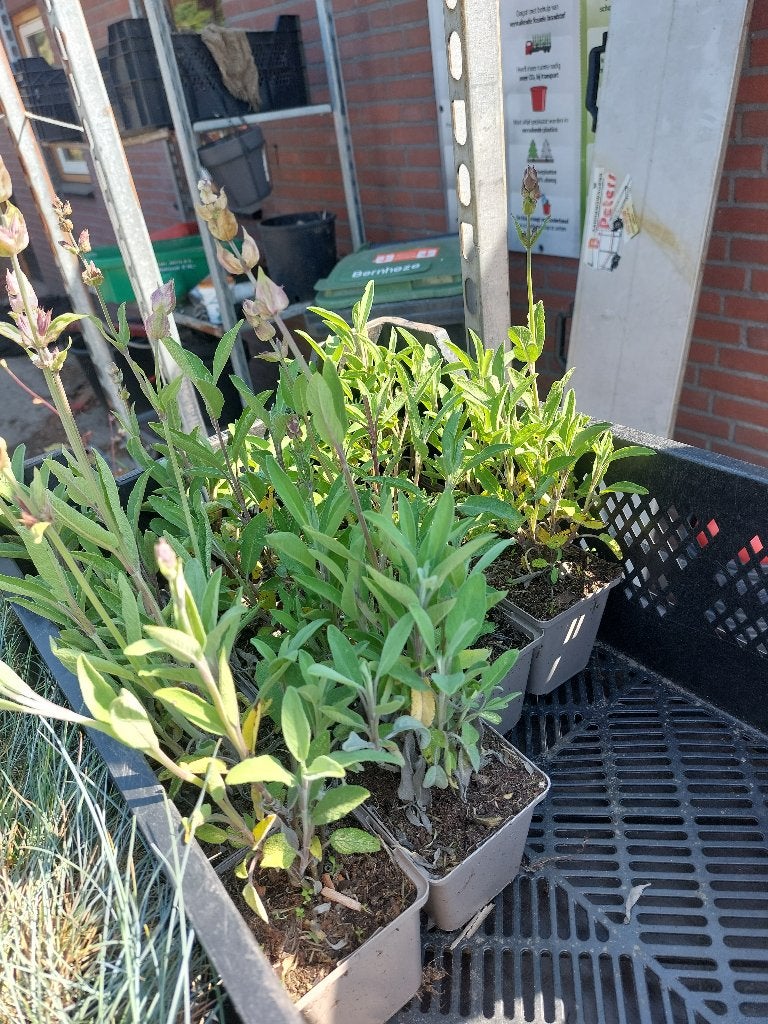 salvia officinalis, Volle zon, Vaste plant, Zomer, Ophalen