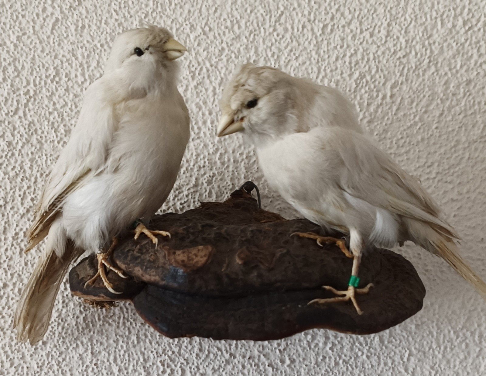 taxidermie opgezette witte Kanaries vogels, Ophalen of Verzenden, Gebruikt, Vogel, Opgezet dier
