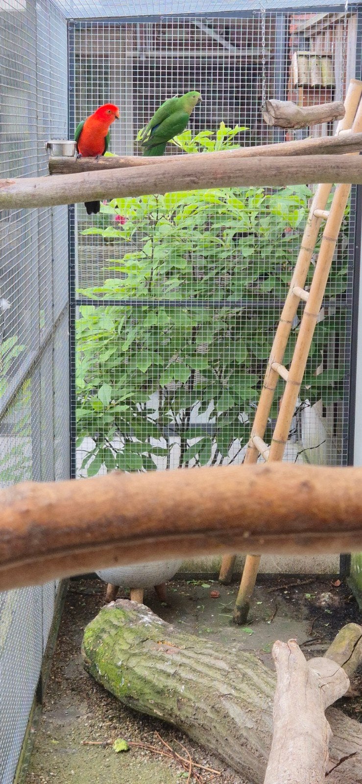 Koningsparkiet koppel, Dieren en Toebehoren, Meerdere dieren, Parkiet