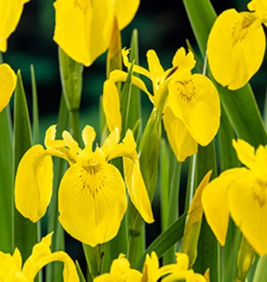 Gele lis (Iris pseudacorus) - Mooie stekken, Ophalen, Volle zon, Vaste plant, Zomer
