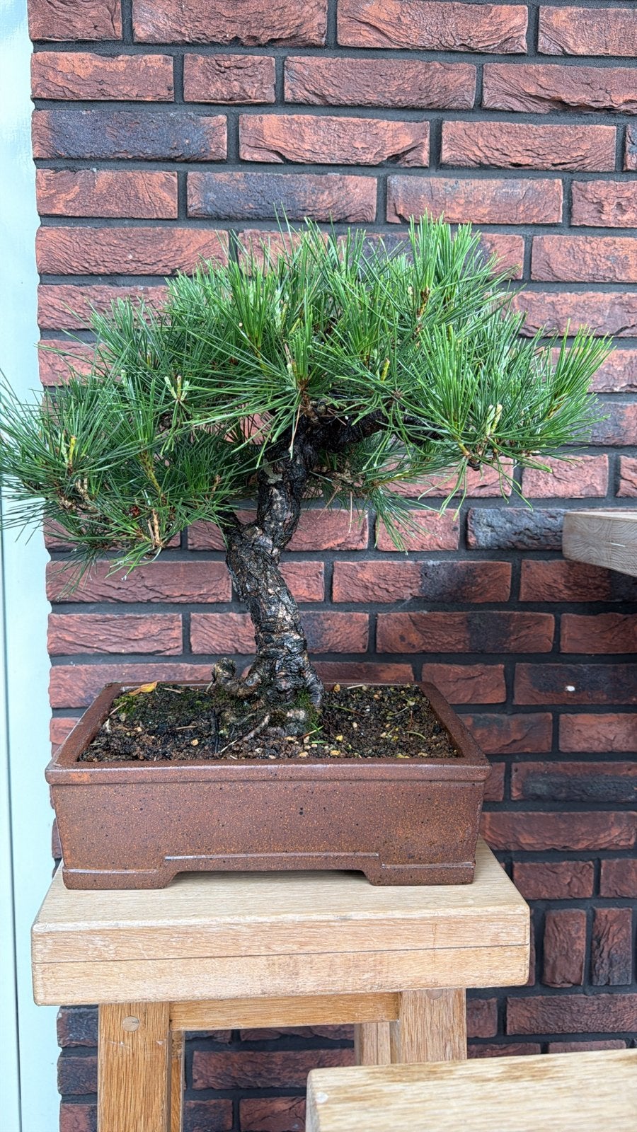 Pinus Thunbergii Zwarte Den Bonsai - 25 jaar oud, Ophalen, Bloeit niet