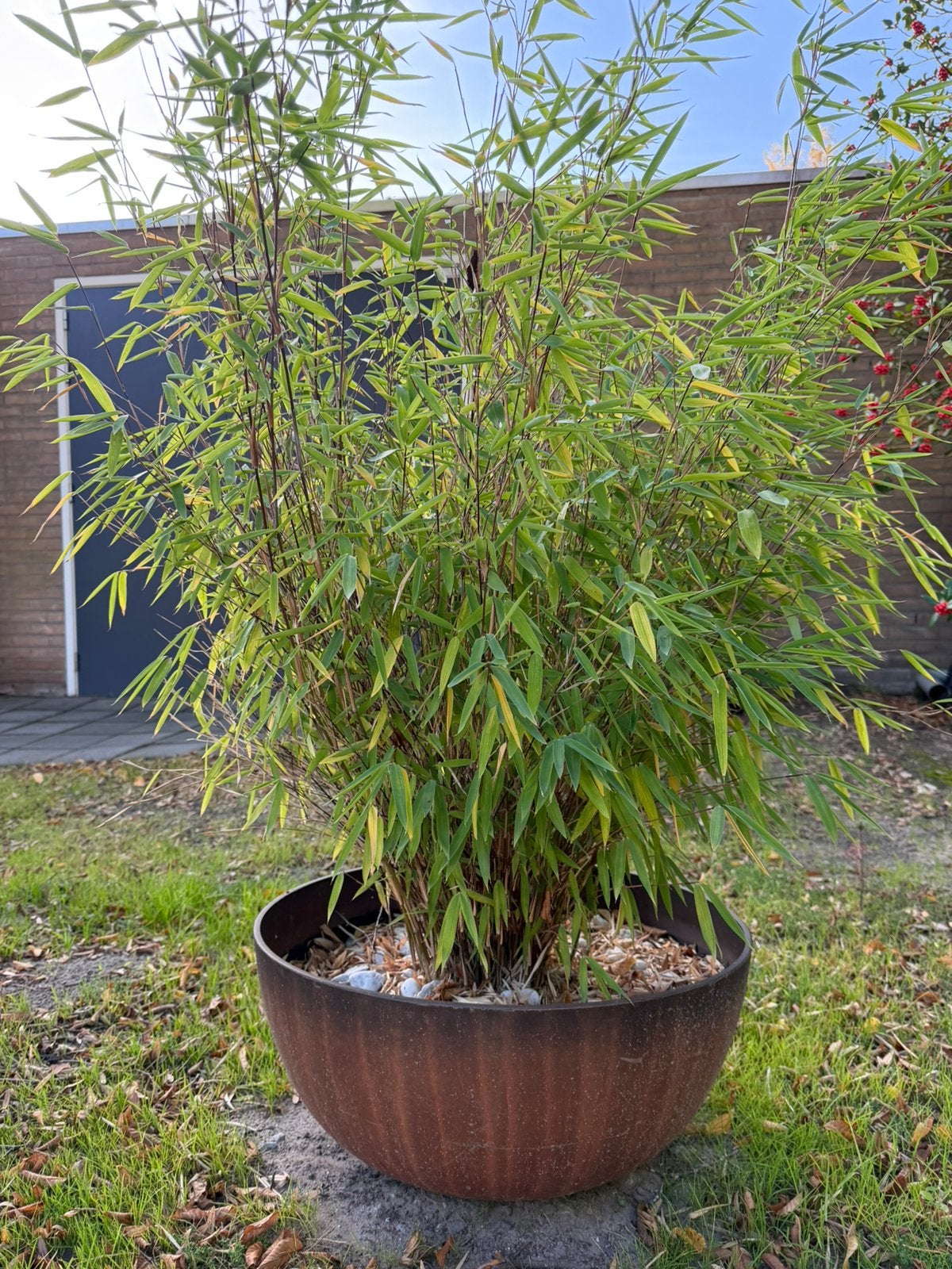 Fargesia bamboe in pot, Tuin en Terras, Ophalen