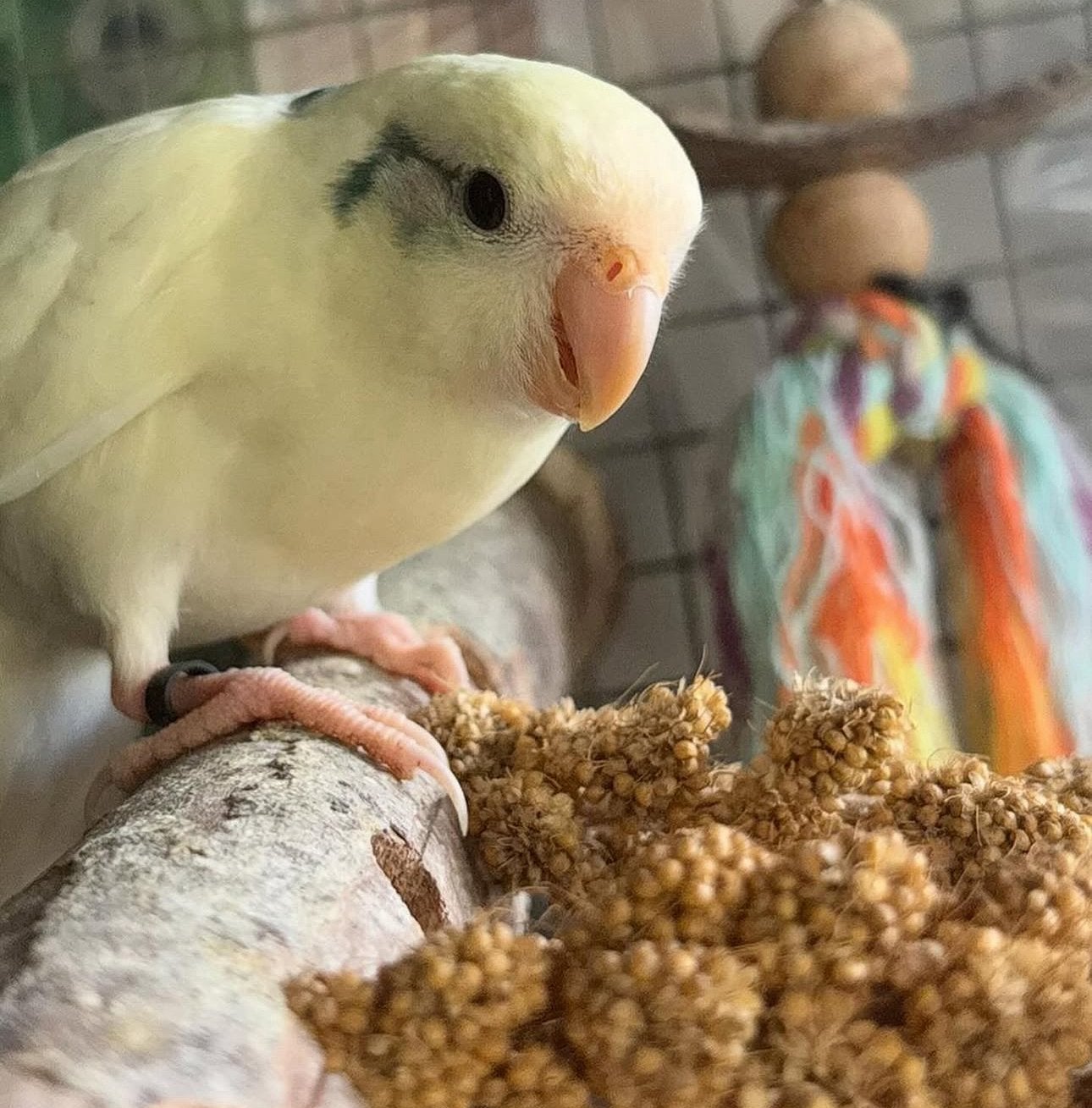 Mooie kakariki te koop, Dieren en Toebehoren, Vogels | Parkieten en Papegaaien, Meerdere dieren, Parkiet, Tam