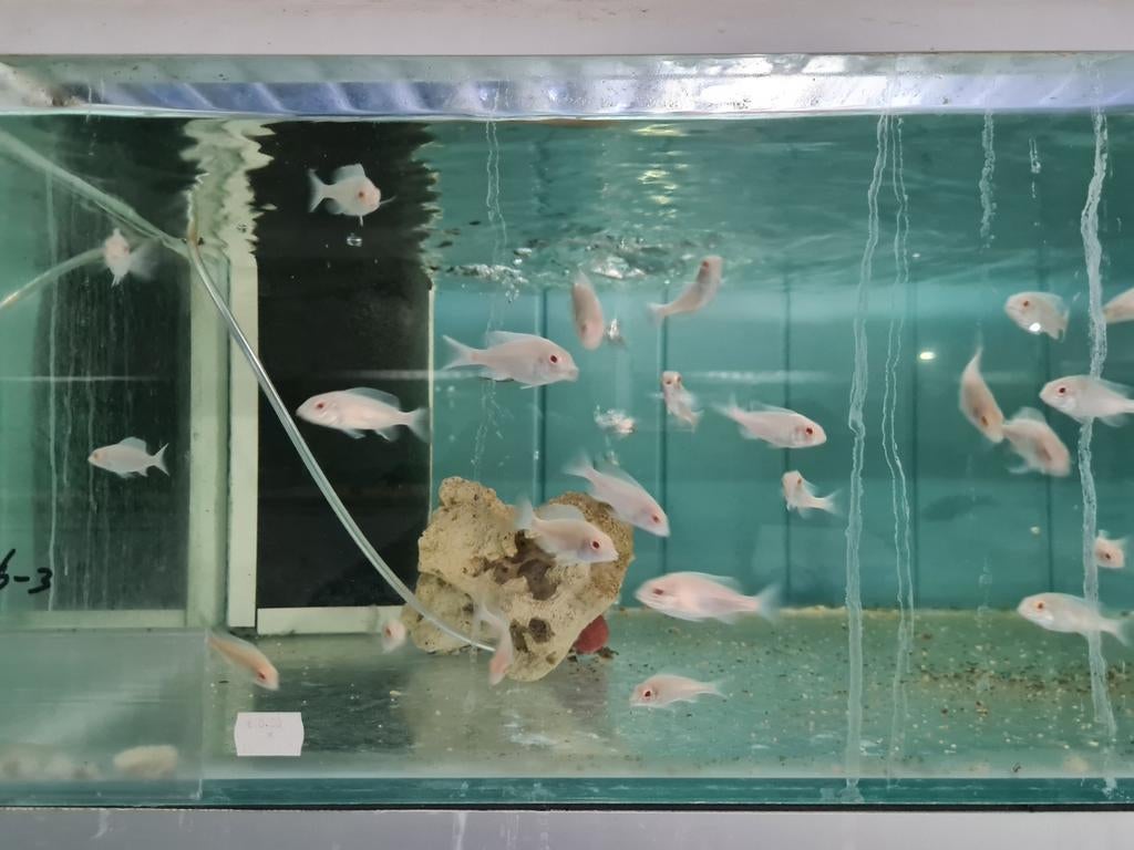 Albino Dolfijn Malawi Cichliden, Cyrtocara Moorii Albino, Dieren en Toebehoren, Vissen | Aquariumvissen, Vis, Zoetwatervis