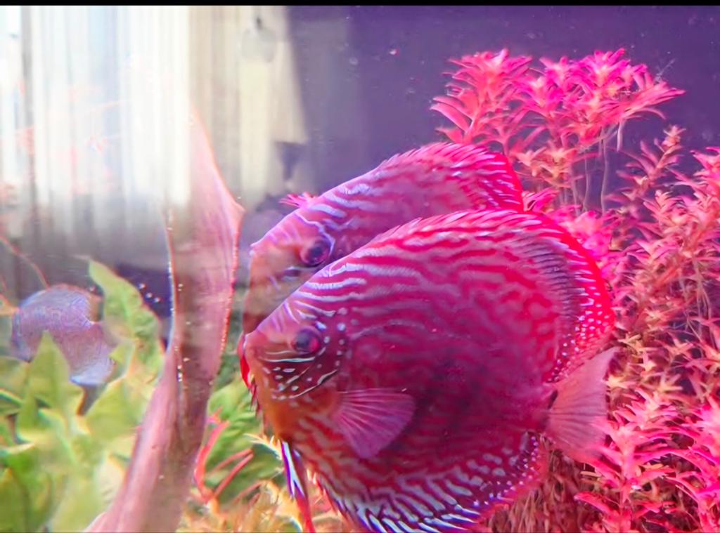 Discus vissen koppel., Dieren en Toebehoren, Vis