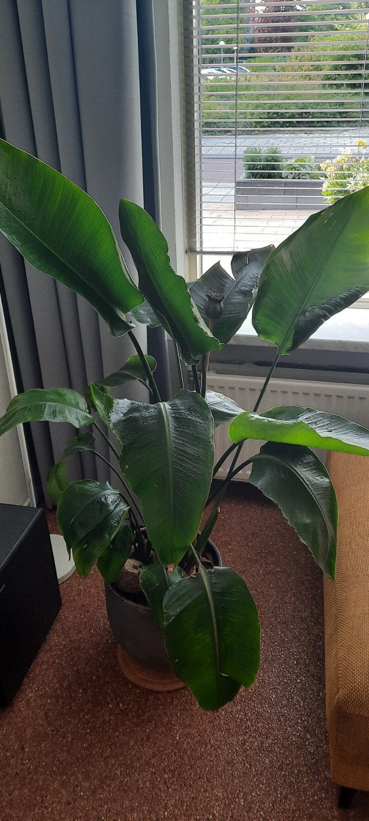 Grote Strelitzia in prima staat - 130cm hoog, Ophalen, 100 tot 150 cm, Overige soorten, Halfschaduw