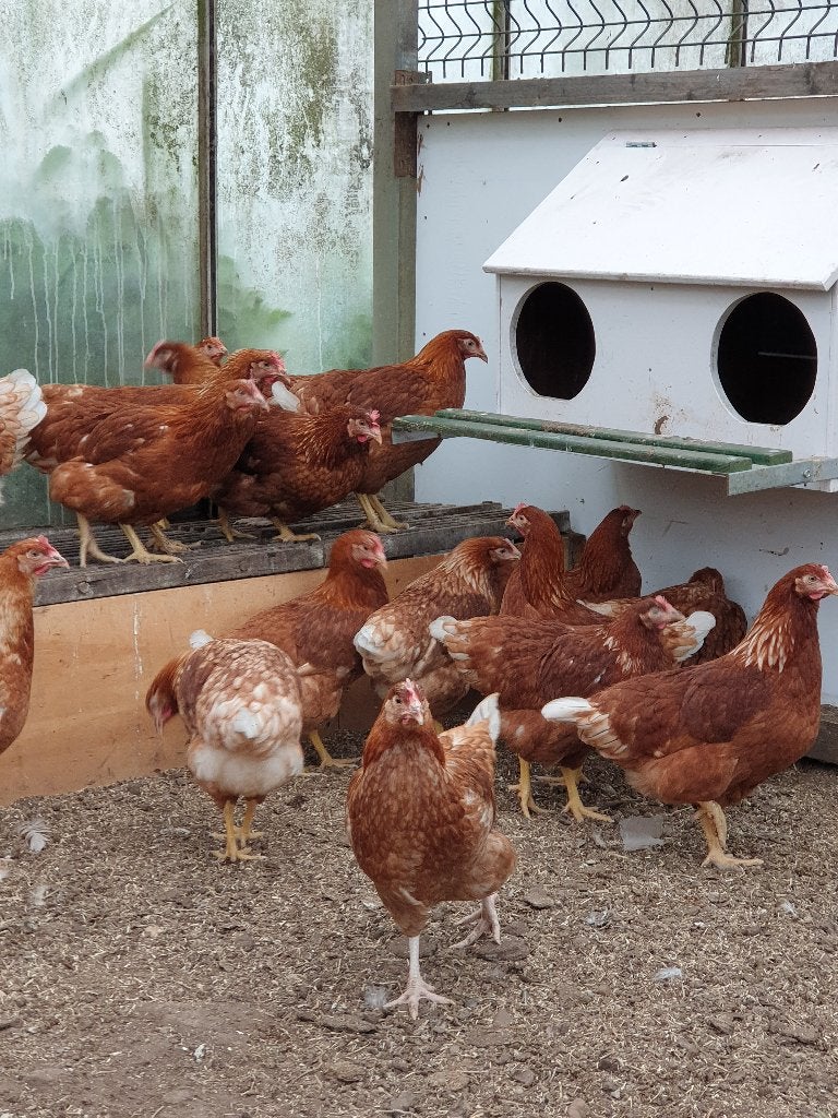 leghennen /legkippen, Dieren en Toebehoren, Pluimvee, Vrouwelijk, Kip