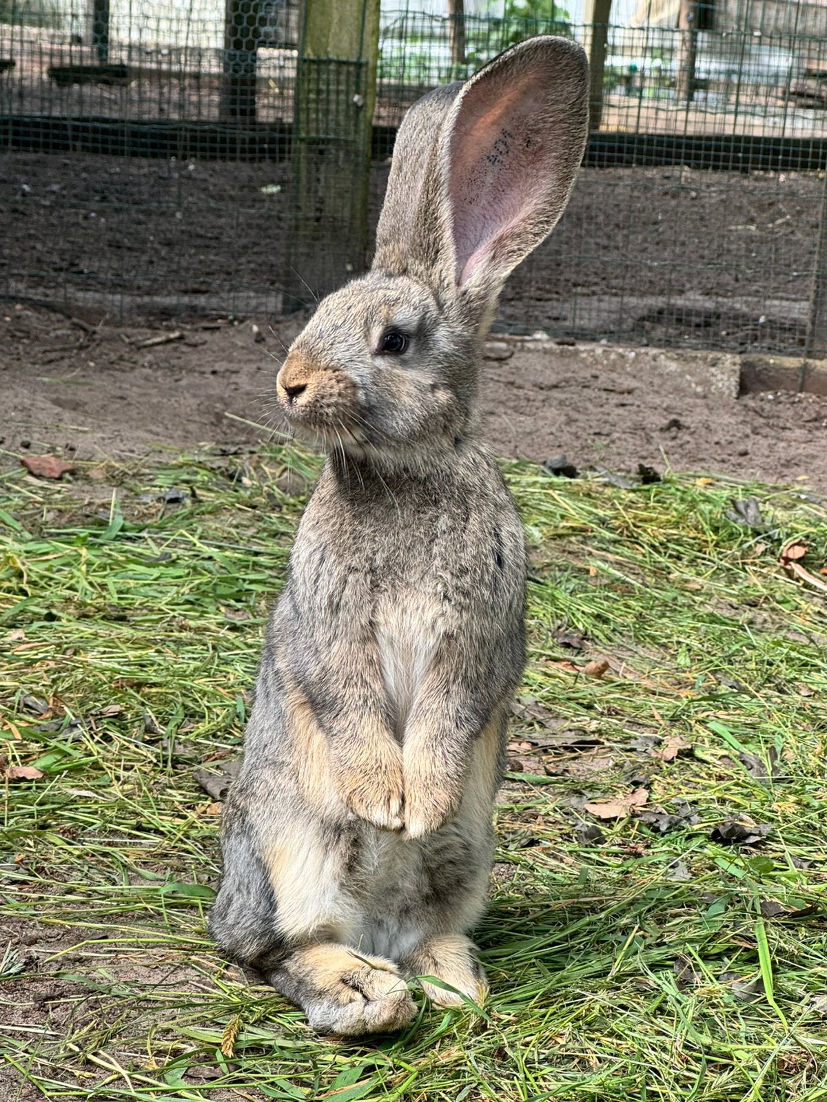 Jonge vlaamse reuzen rammetjes, Dieren en Toebehoren, Konijnen, Groot, Meerdere dieren, 0 tot 2 jaar