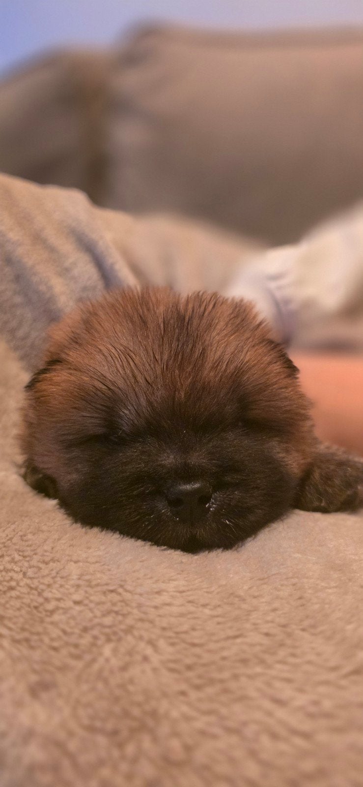 Prachtige Chow Chow pups in zwart, crème en rood! ️, Overige rassen, 8 tot 15 weken, Meerdere, Meerdere dieren