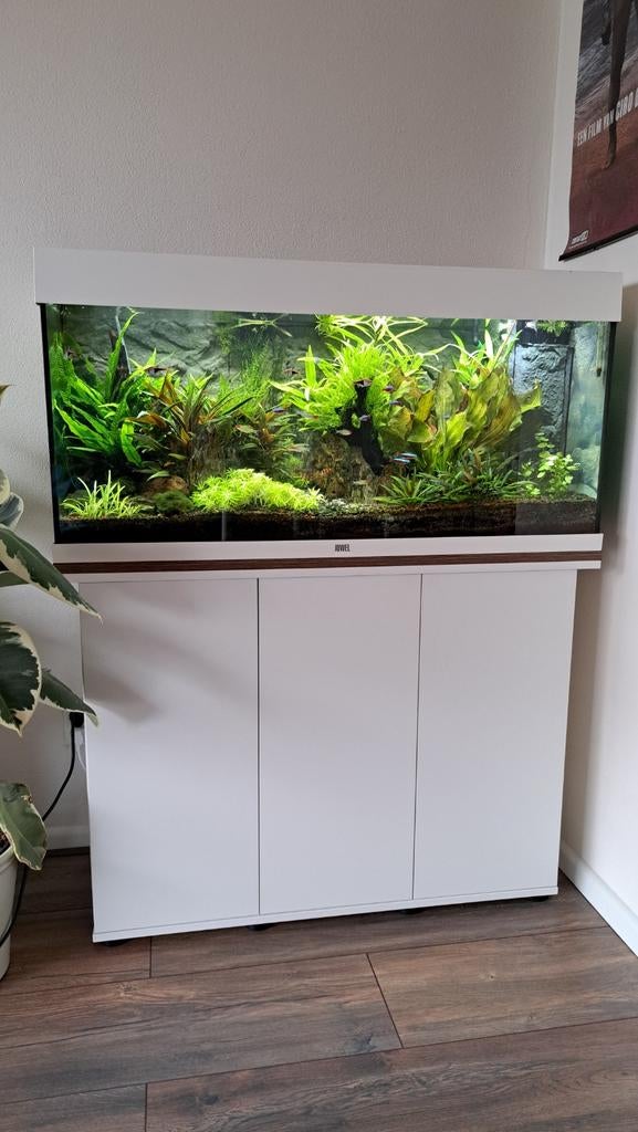 Nieuw en pas 1 jaar terug ingericht aquarium Juwel 180, Ophalen, Zo goed als nieuw, Gevuld zoetwateraquarium