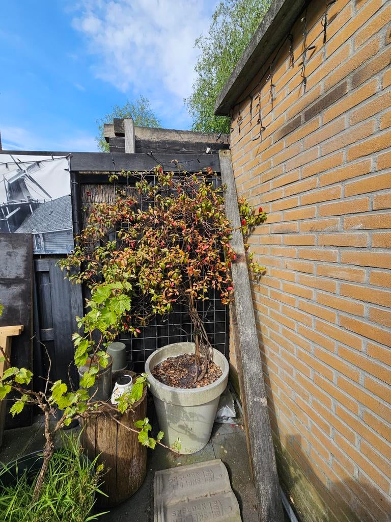 Toscaanse Jasmijn - Klimplant voor een geurende tuin, Ophalen of Verzenden