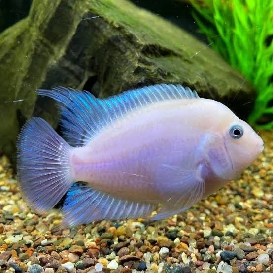 GEZOCHT. (polar) platinum (white)