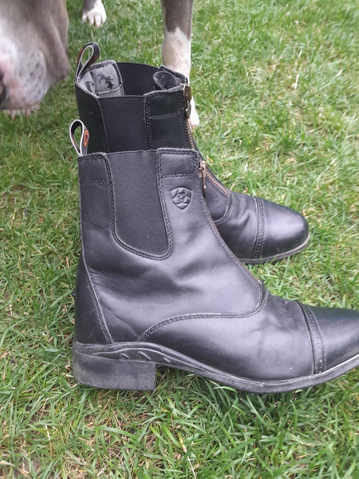 Jophurs Ariat maat 39, Dieren en Toebehoren, Paardrijkleding, Gebruikt, Verzenden, Ariat, Zwart
