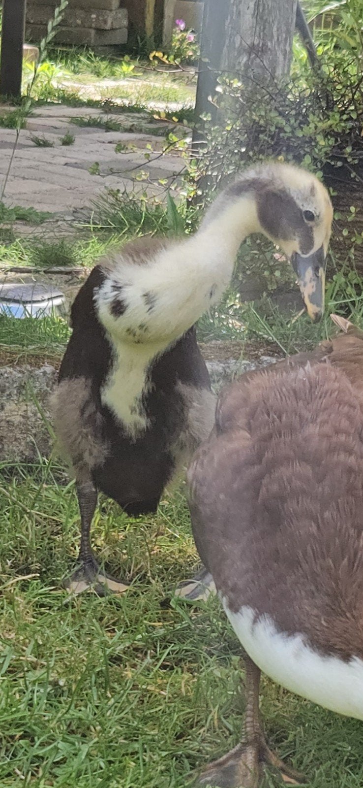 Indische loopeend (woerd, kleur bont), Dieren en Toebehoren, Pluimvee, Mannelijk, Eend