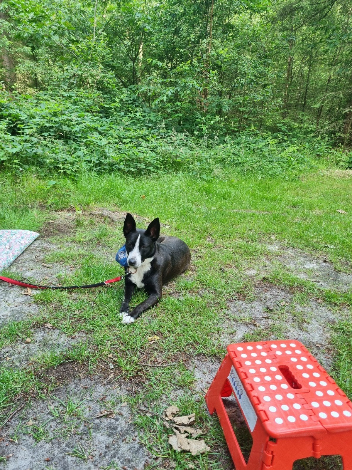 Lieve kleine mensgerichte gezonde hond., Particulier, Buitenland, Teef, Parvo