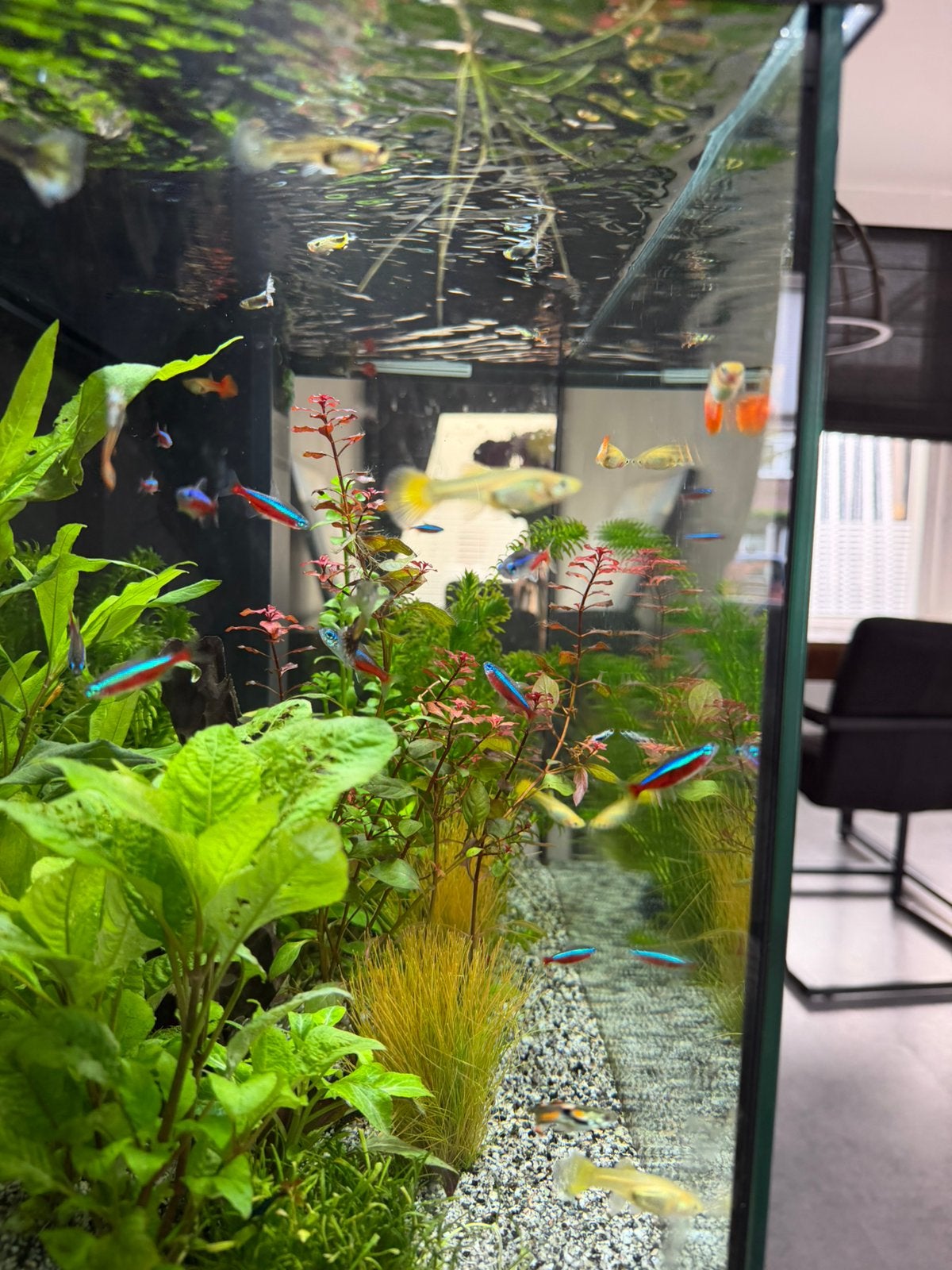 Guppy's, Dieren en Toebehoren, Vissen | Aquaria en Toebehoren, Ophalen, Zo goed als nieuw