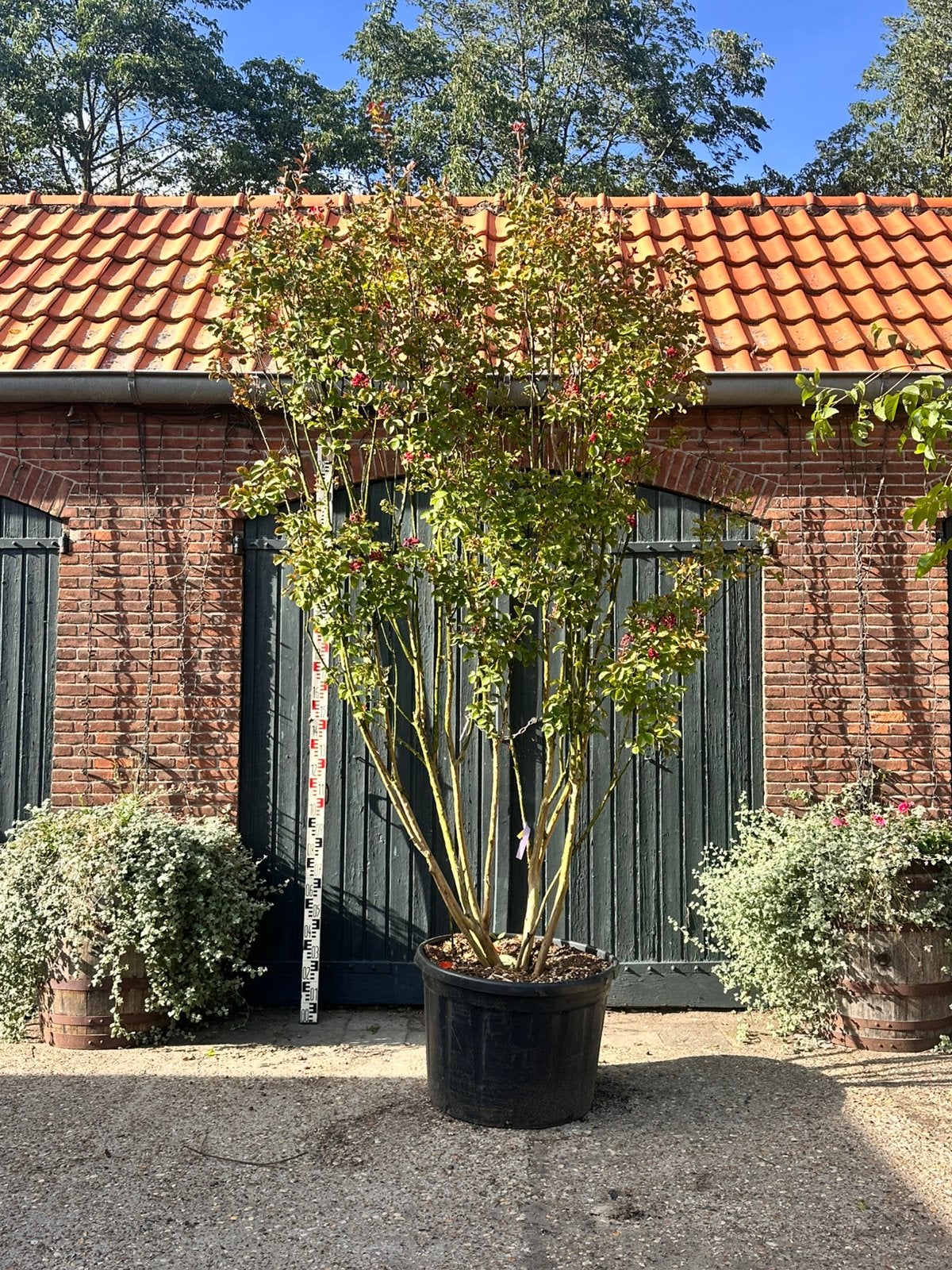 Meerstammige Lagerstroemia indica (Indische sering), Tuin en Terras, Ophalen