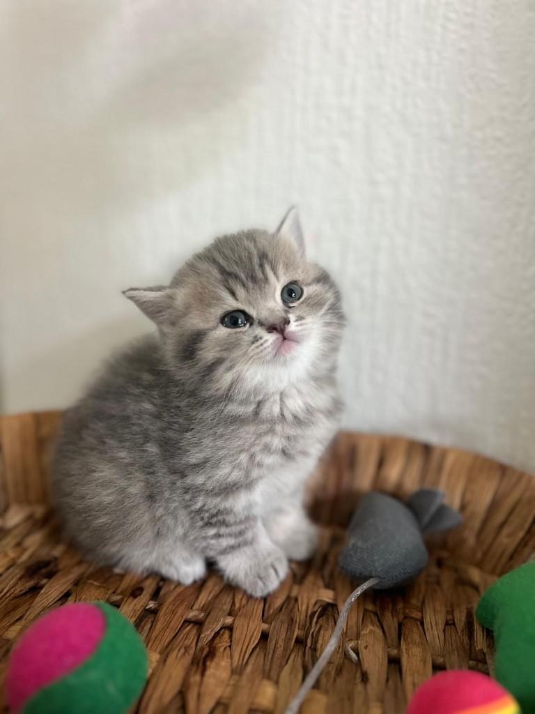 Britse Korthaar kittens | Lilac-grijs-tabby | Speels en lief, Meerdere dieren, Ontwormd, 0 tot 2 jaar