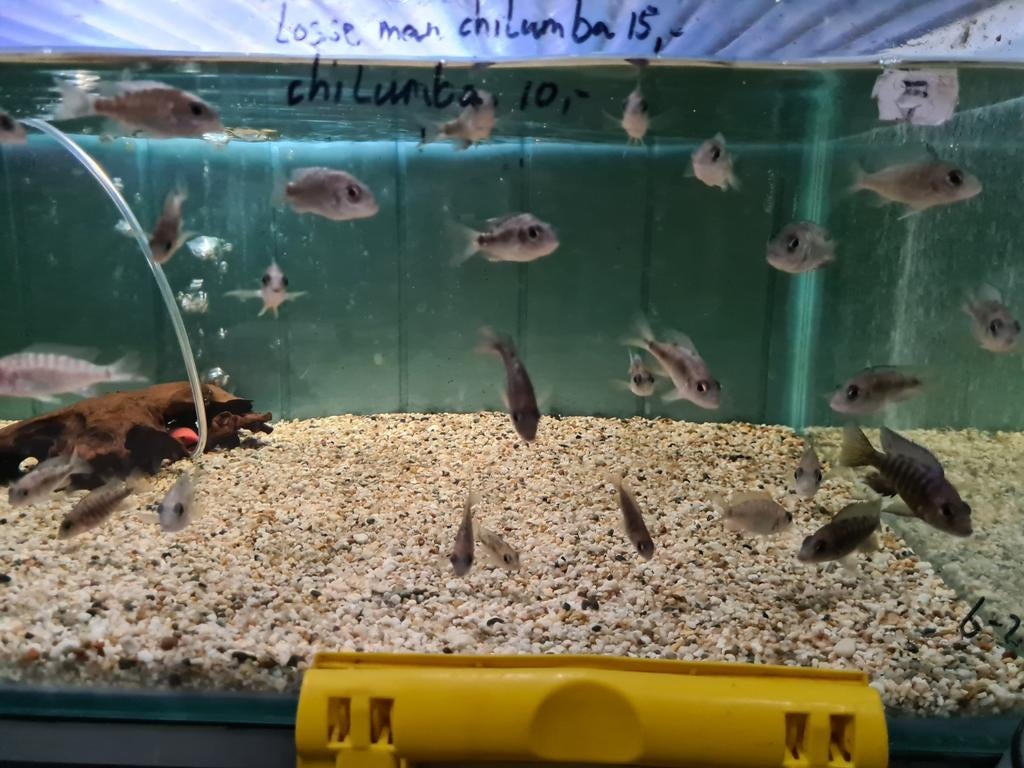 Aulonocara Chilumba Malawi Cichliden, Vis, Zoetwatervis