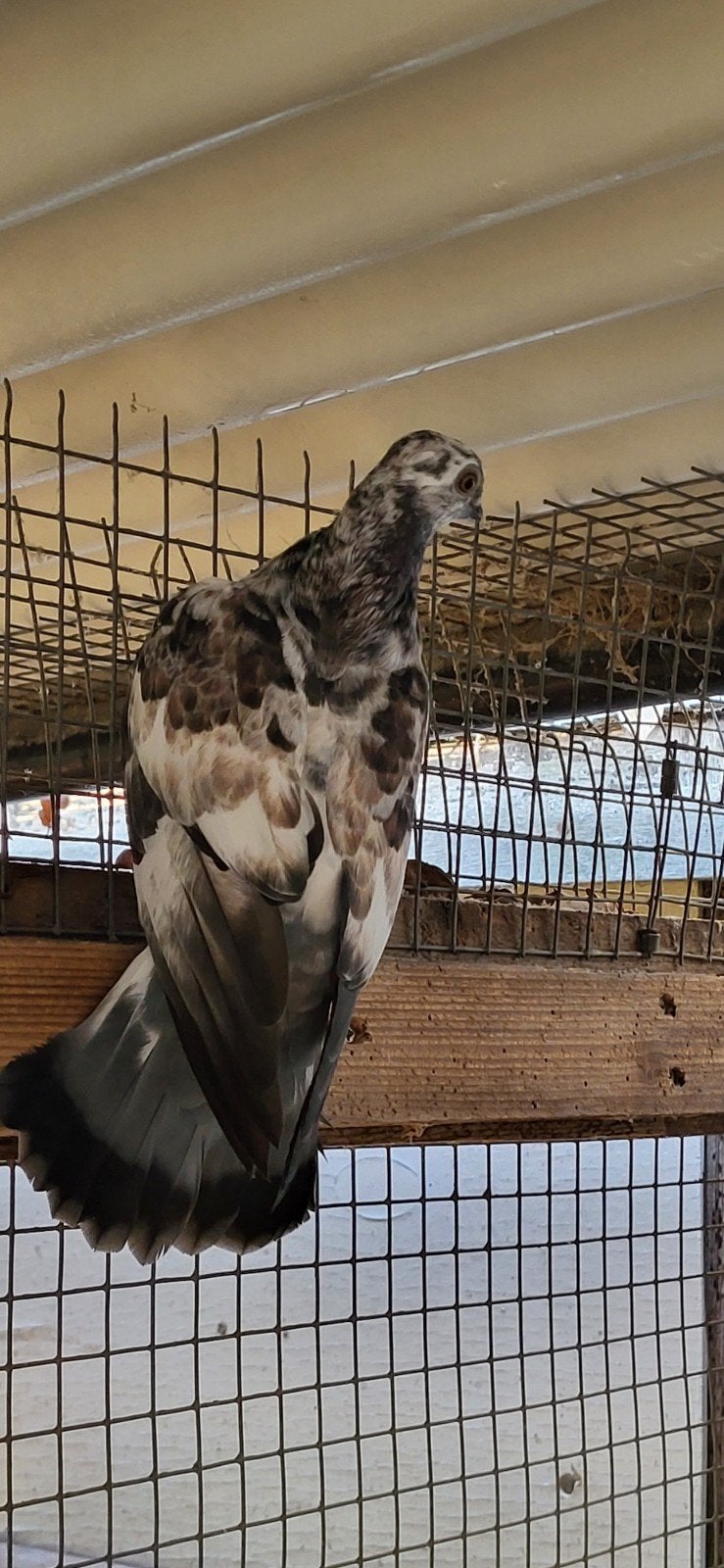 figurita duiven driekleur bont, Meerdere dieren, Overige soorten
