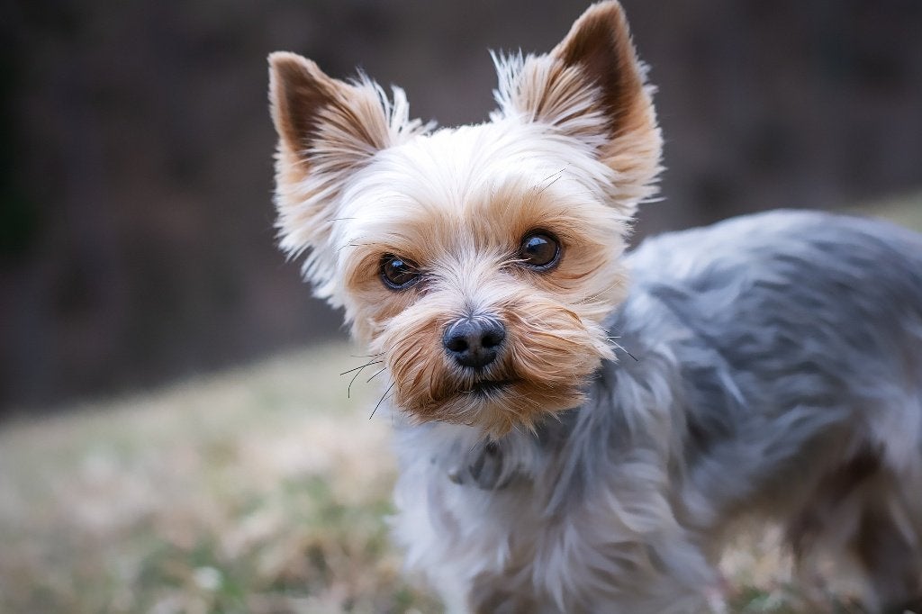gezocht een klein hondje, Dieren en Toebehoren, Ophalen of Verzenden, Overige merken, Hondenjas