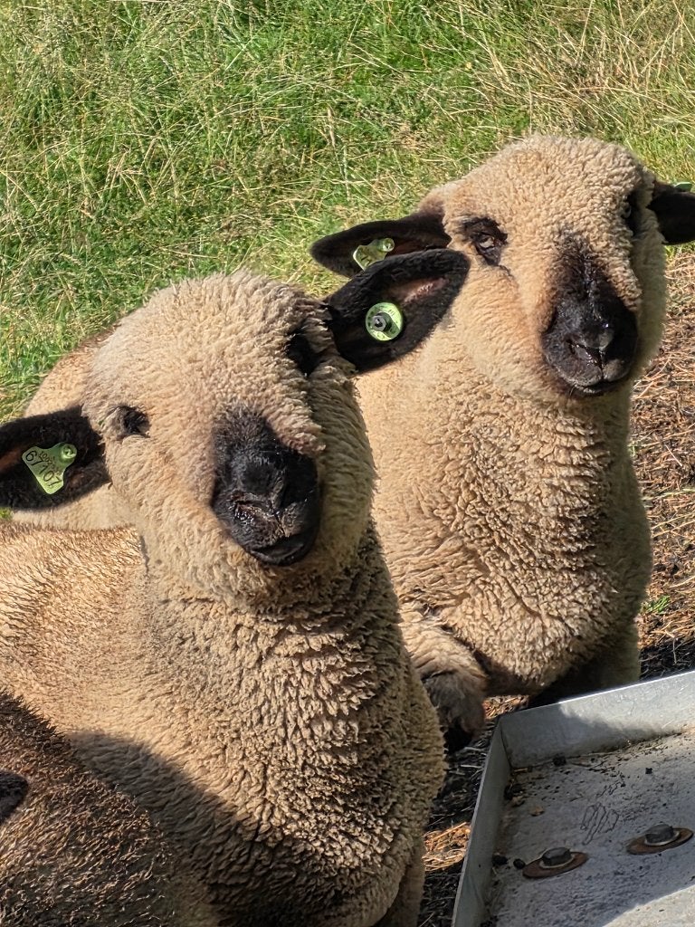 Hampshire Down schapen, Dieren en Toebehoren, Mannelijk, Schaap, 0 tot 2 jaar