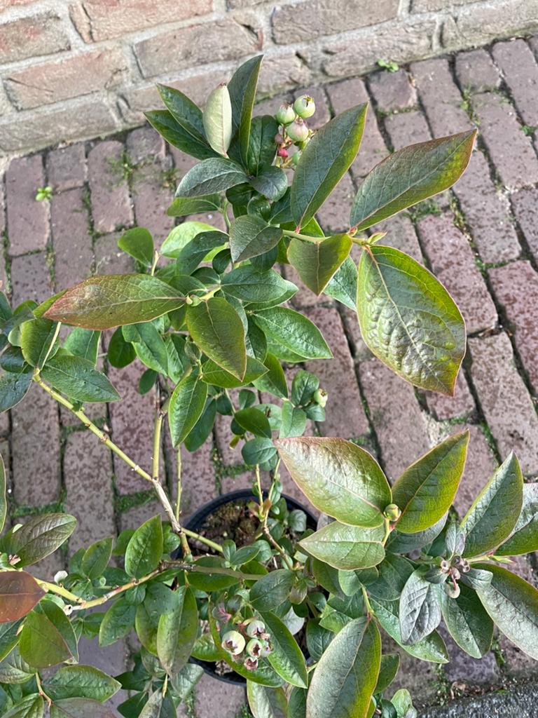 Voedselbos planten, Ophalen