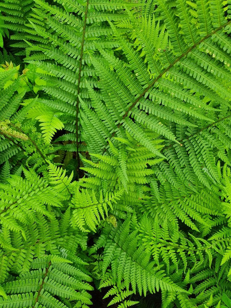 10 grote Tuinvarens in grote pot € 100, Volle zon, Vaste plant, Varens, Ophalen of Verzenden
